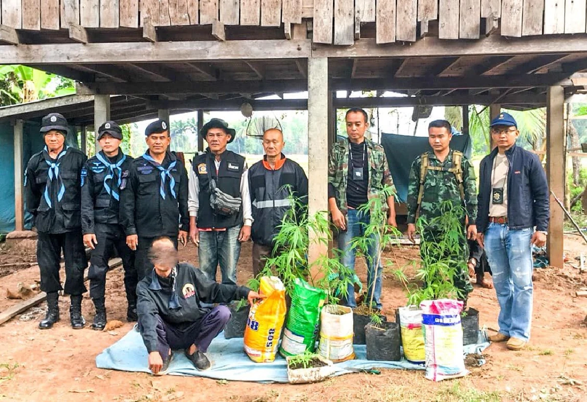 หนุ่มลอบปลูกกัญชาบนหลังคา สุดท้ายไม่พ้นสายเจ้าหน้าที่เจอรวบคาบ้าน