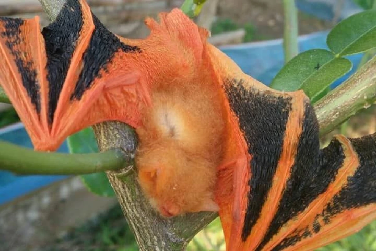 พบค้างคาวยอดกล้วยสัตว์ป่าหายากใกล้สูญพันธุ์