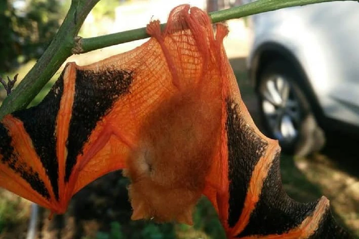 พบค้างคาวยอดกล้วยสัตว์ป่าหายากใกล้สูญพันธุ์