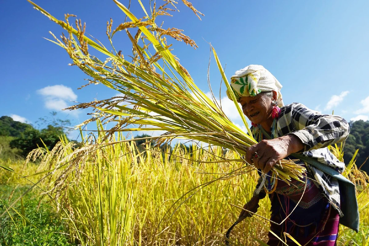 ‘บ้านผาหมอน’ นอนกลางนา กินข้าวดอย