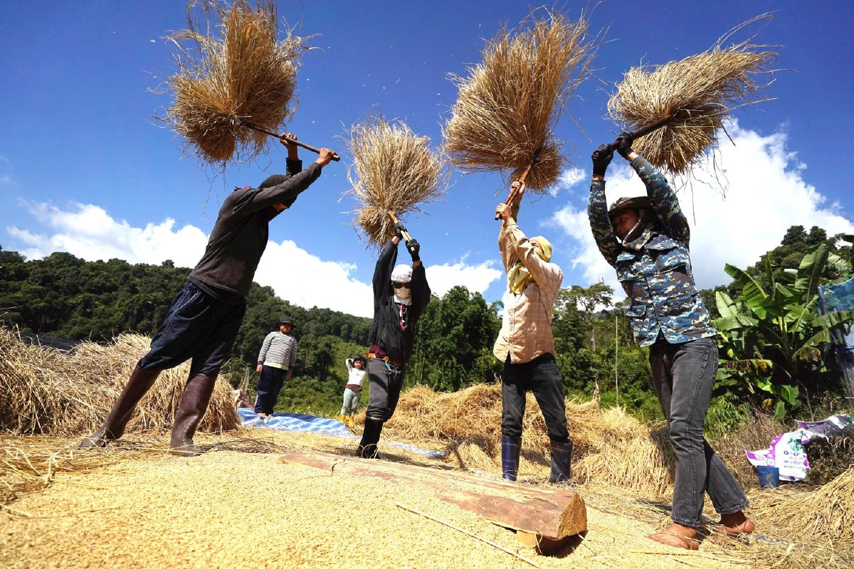 ‘บ้านผาหมอน’ นอนกลางนา กินข้าวดอย