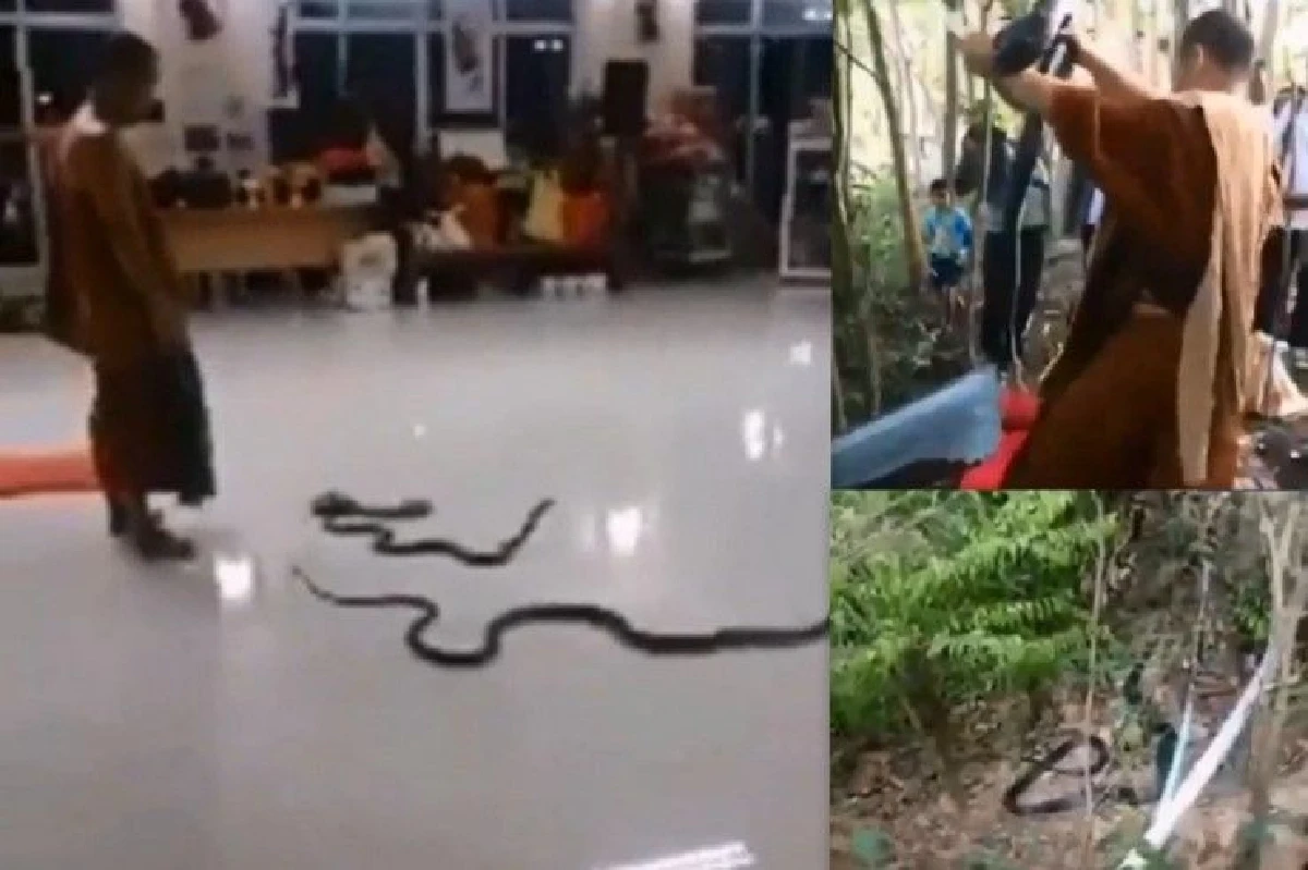 วัดแจงมีโยมมาทำสังฆทานปล่อยงูจริงแต่มีแค่15ตัว เผยจับได้12 ตาย2เหลือหลุดไป1ตัว