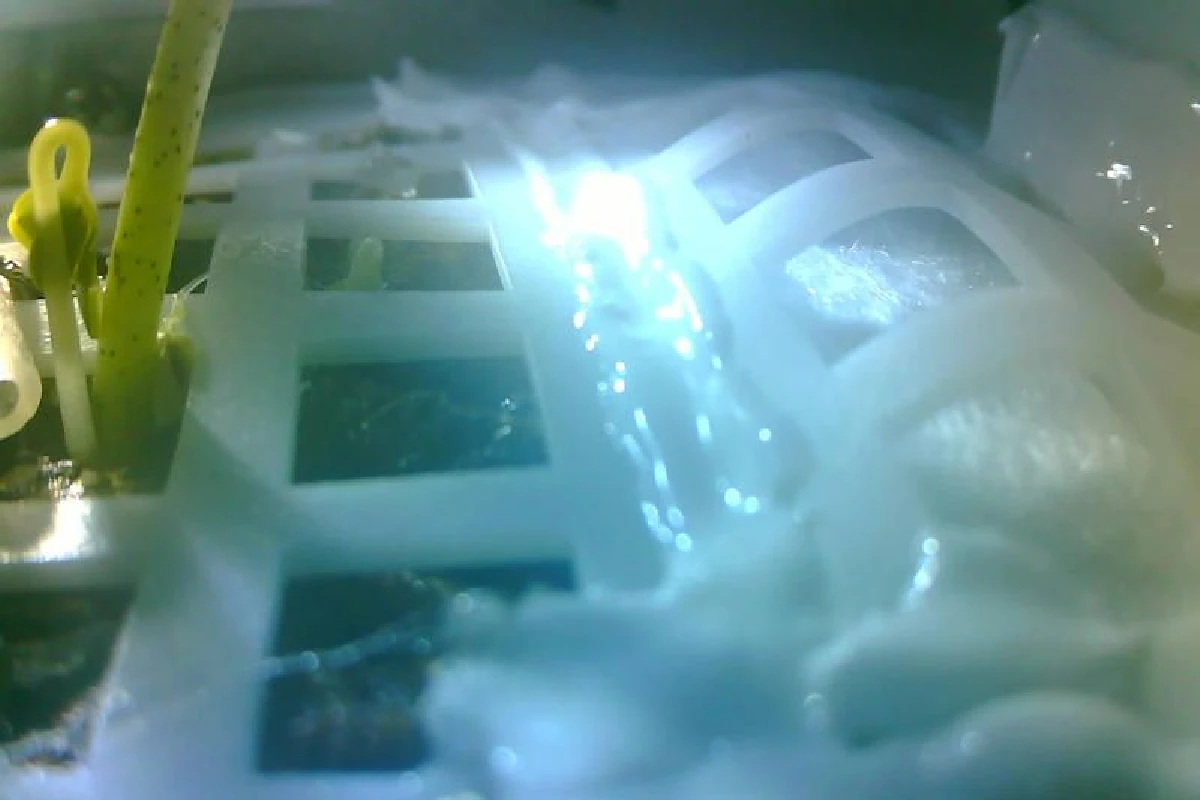 ต้นอ่อนฝ้ายบนดวงจันทร์ตายแล้ว