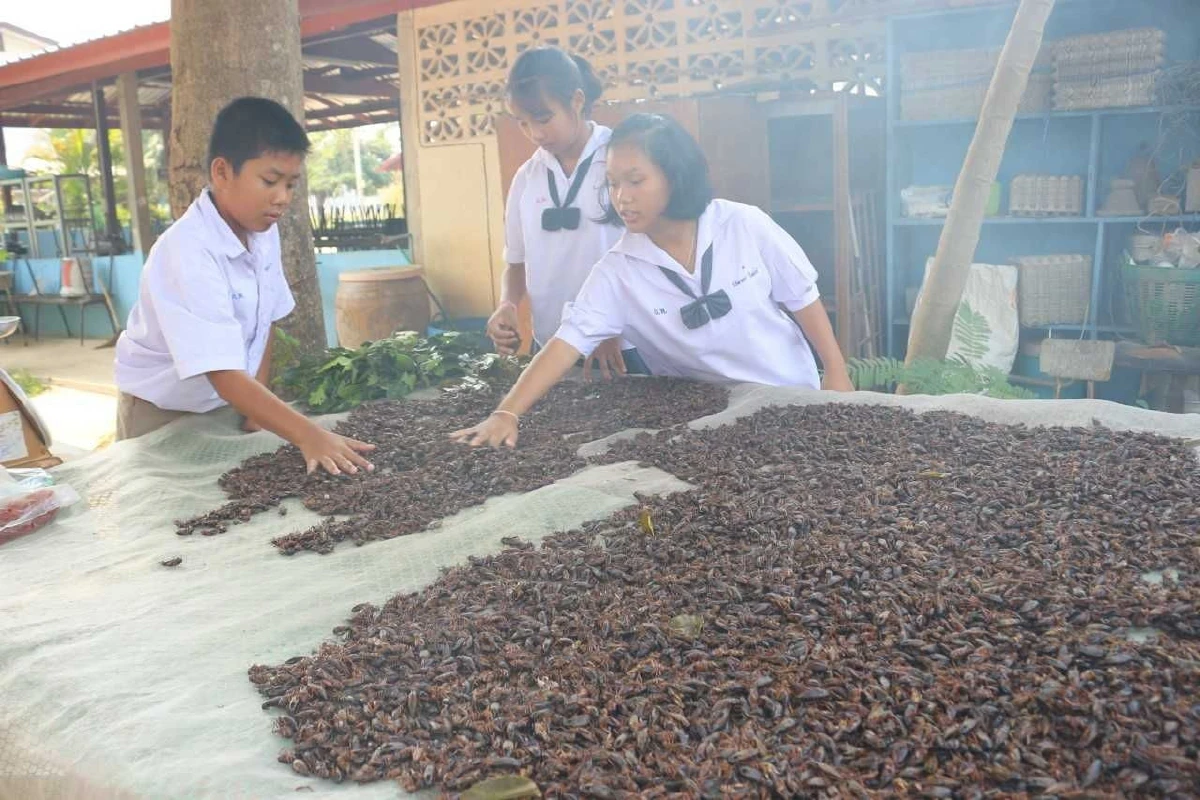 นักเรียนพิษณุโลกเลี้ยงจิ้งหรีดเป็นเมนูอาหารกลางวันแถมส่งสร้างขายรายได้งาม
