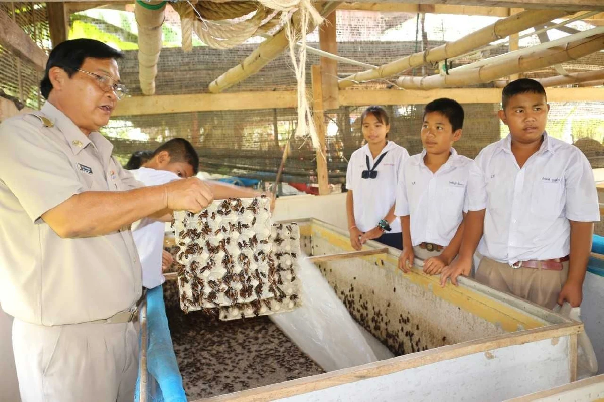 นักเรียนพิษณุโลกเลี้ยงจิ้งหรีดเป็นเมนูอาหารกลางวันแถมส่งสร้างขายรายได้งาม