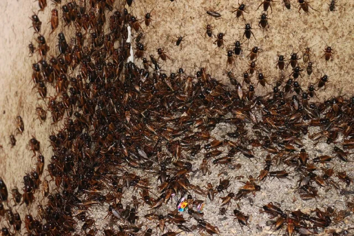 นักเรียนพิษณุโลกเลี้ยงจิ้งหรีดเป็นเมนูอาหารกลางวันแถมส่งสร้างขายรายได้งาม