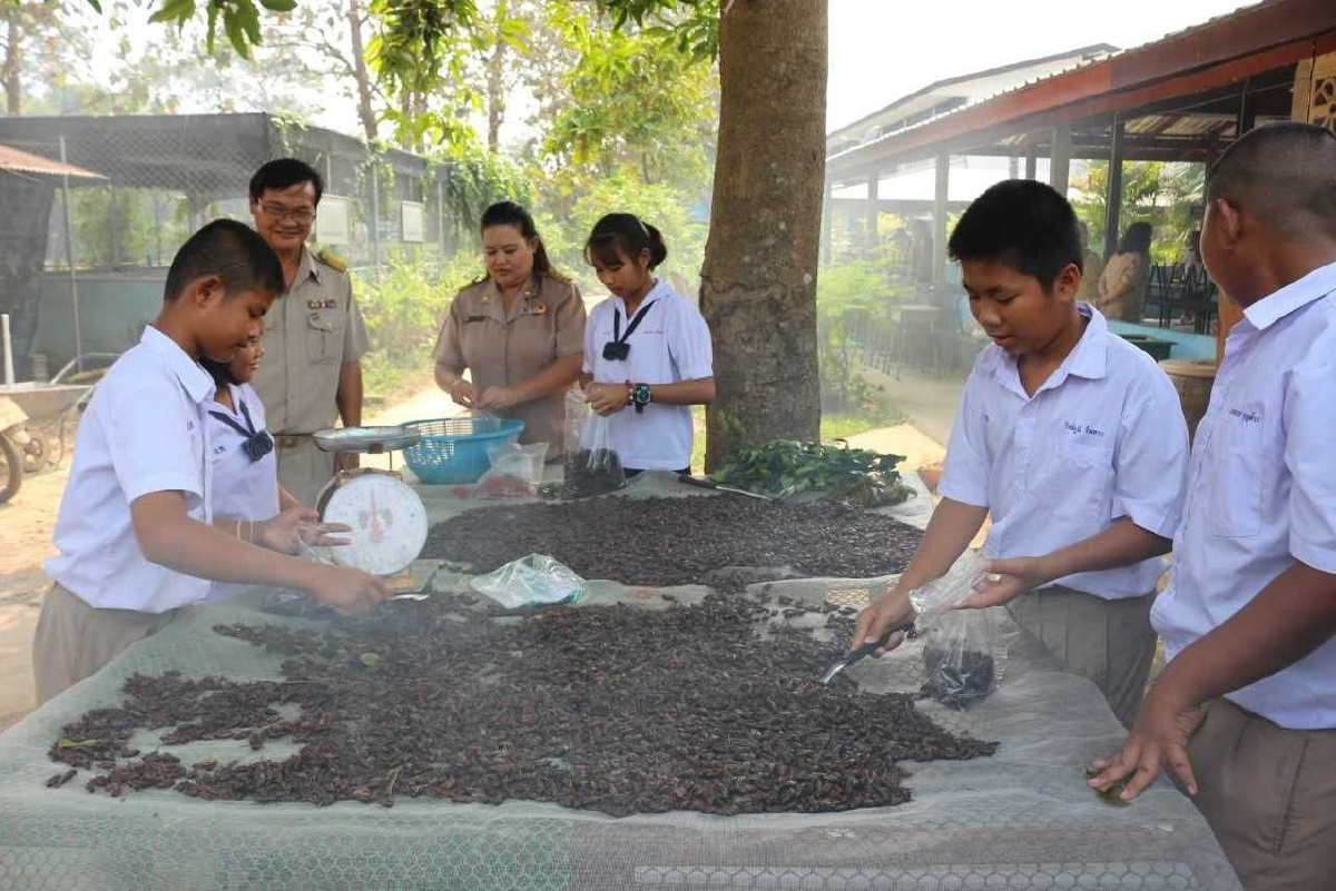 นักเรียนพิษณุโลกเลี้ยงจิ้งหรีดเป็นเมนูอาหารกลางวันแถมส่งสร้างขายรายได้งาม นักเรียนพิษณุโลกเลี้ยงจิ้งหรีดเป็นเมนูอาหารกลางวันแถมส่งสร้างขายรายได้งาม