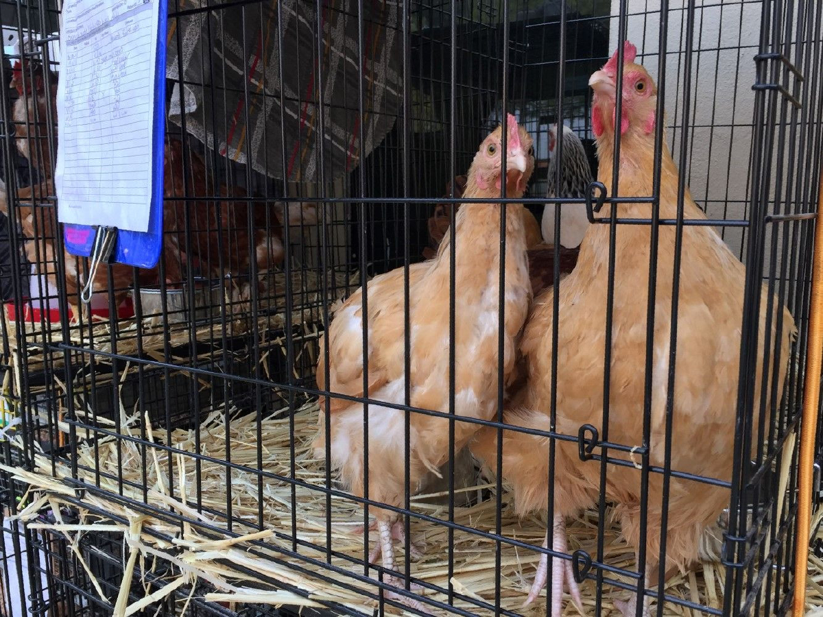 "อังกฤษ"ผุด "ไก่ตัดต่อยีน" ต้านหวัดนก "อังกฤษ"ผุด "ไก่ตัดต่อยีน" ต้านหวัดนก