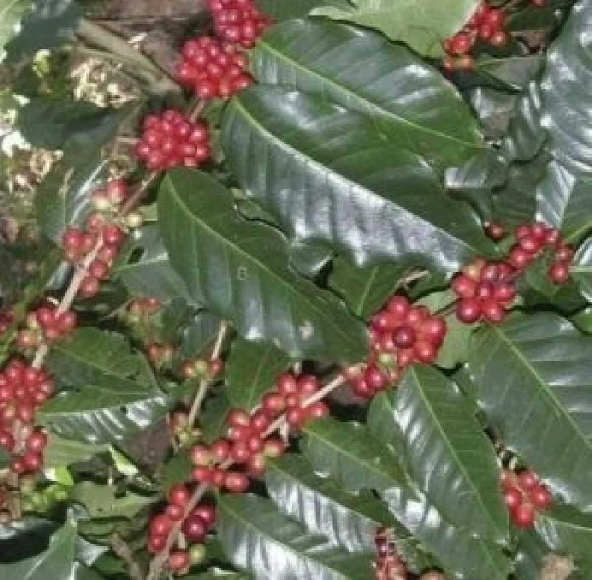 กาแฟดงมะไฟ สูตรพิเศษของโคราช