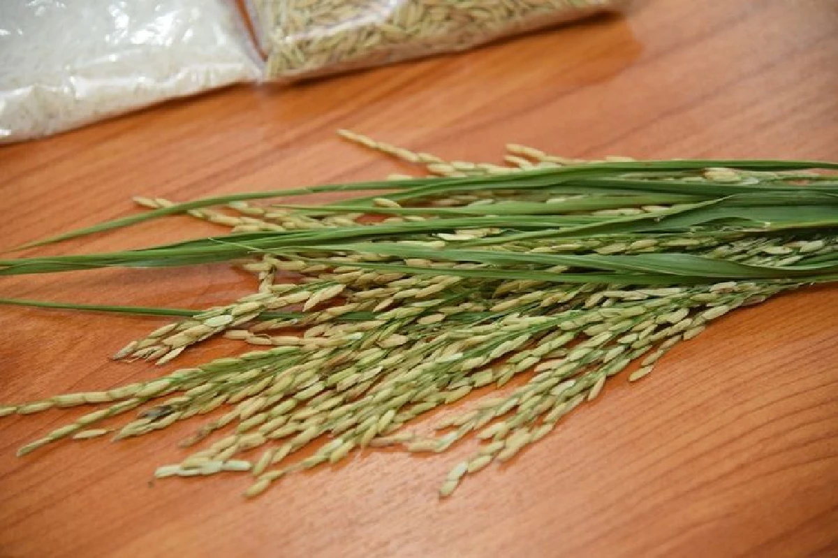 กรมการข้าวเร่งแก้ปัญหาข้าวปนทำลายชื่อเสียงข้าวหอมมะลิ