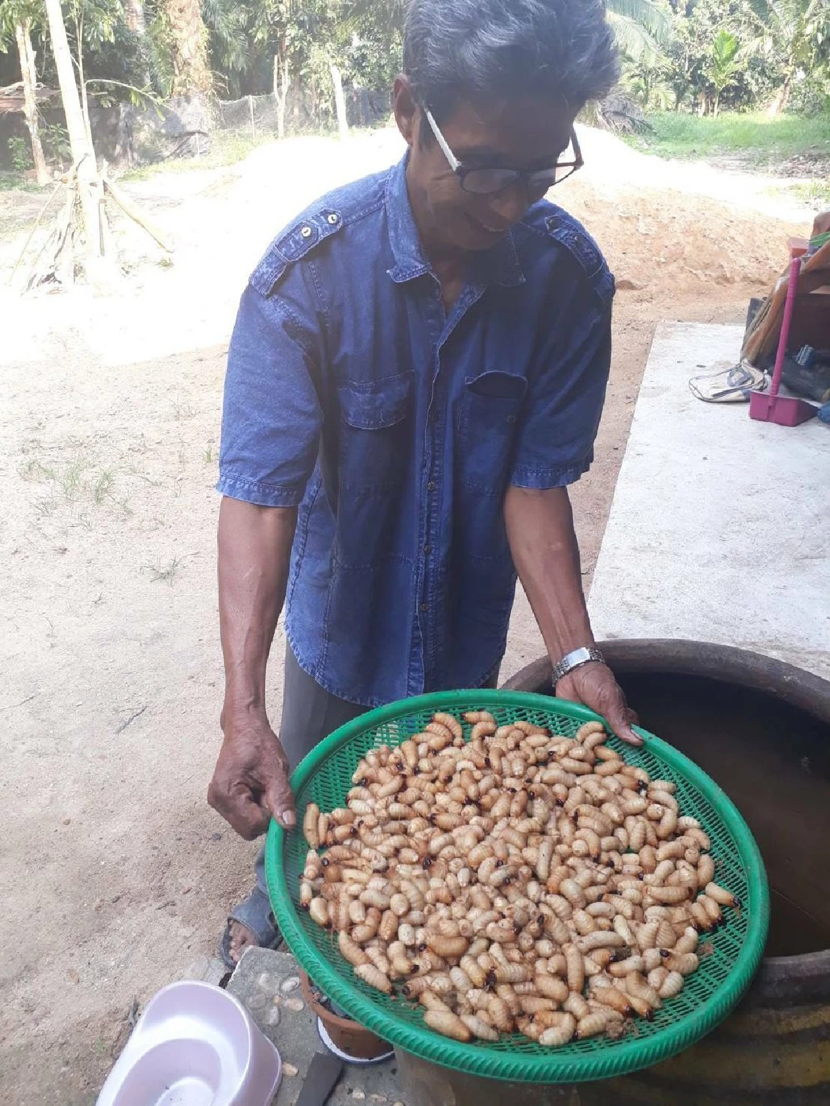 แปรก้านต้นปาล์ม เลี้ยงด้วง