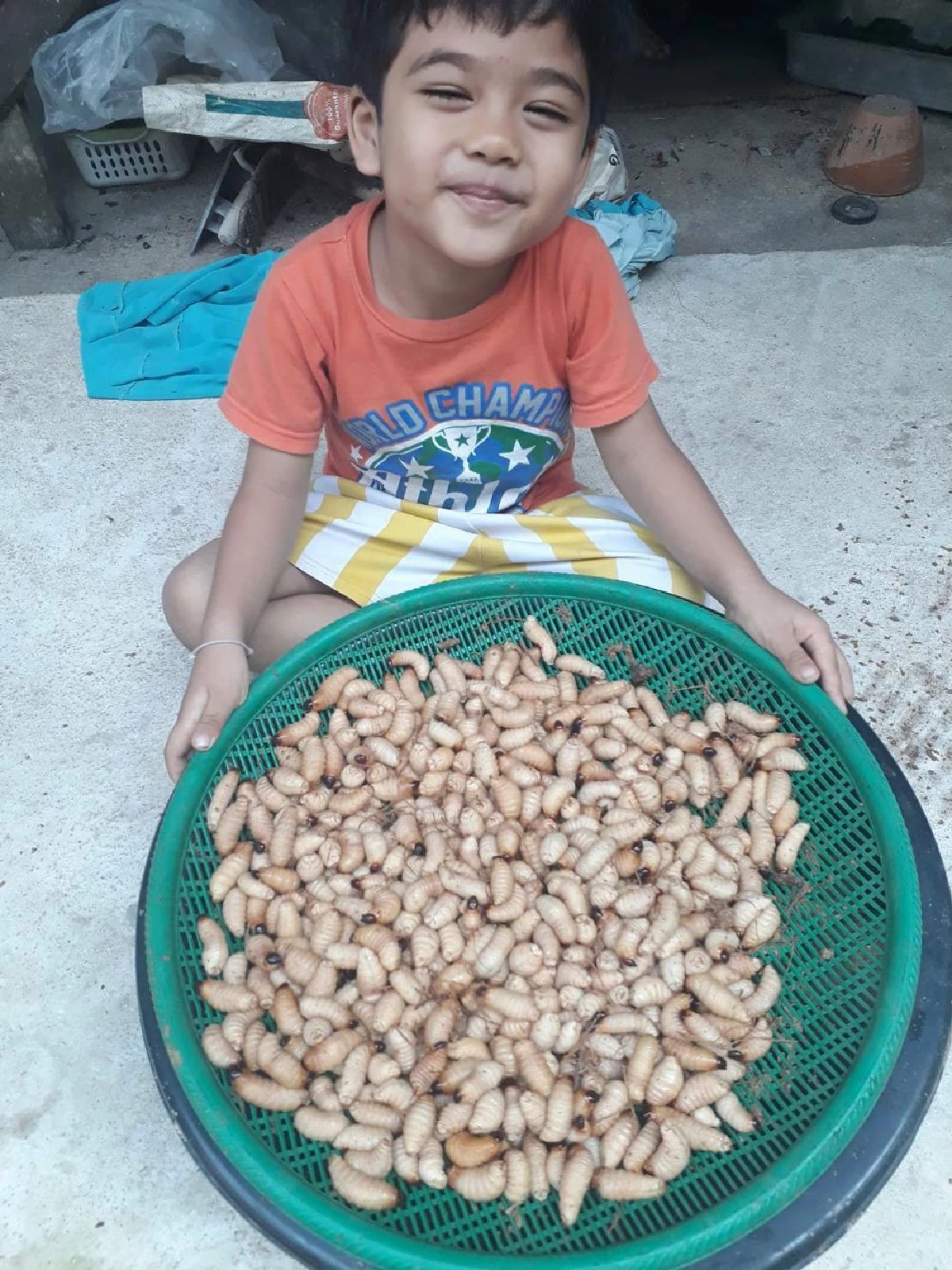 แปรก้านต้นปาล์ม เลี้ยงด้วง