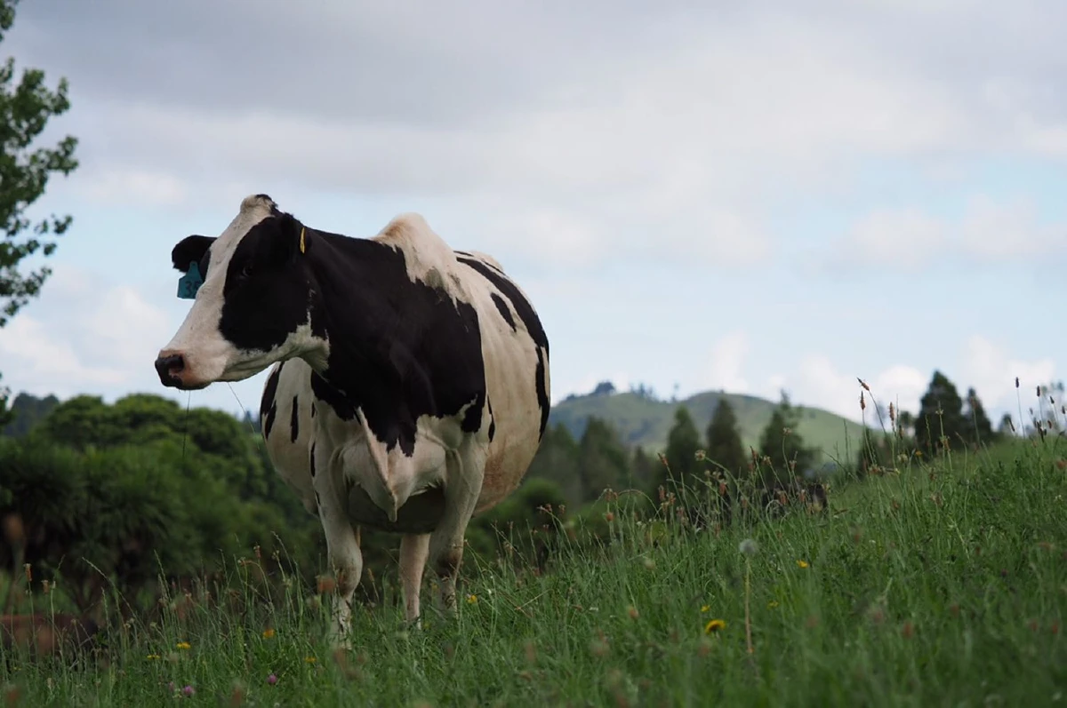 นิวซีแลนด์ ดินแดนแห่งออร์แกนิก