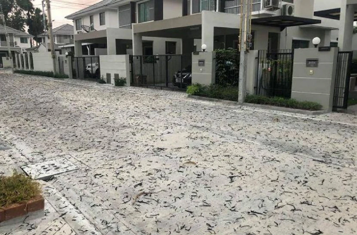 หมู่บ้านหิมะดำ! ชาวเน็ตแห่แชร์ภาพเศษละอองเผาไร่อ้อยทะลักหมู่บ้าน