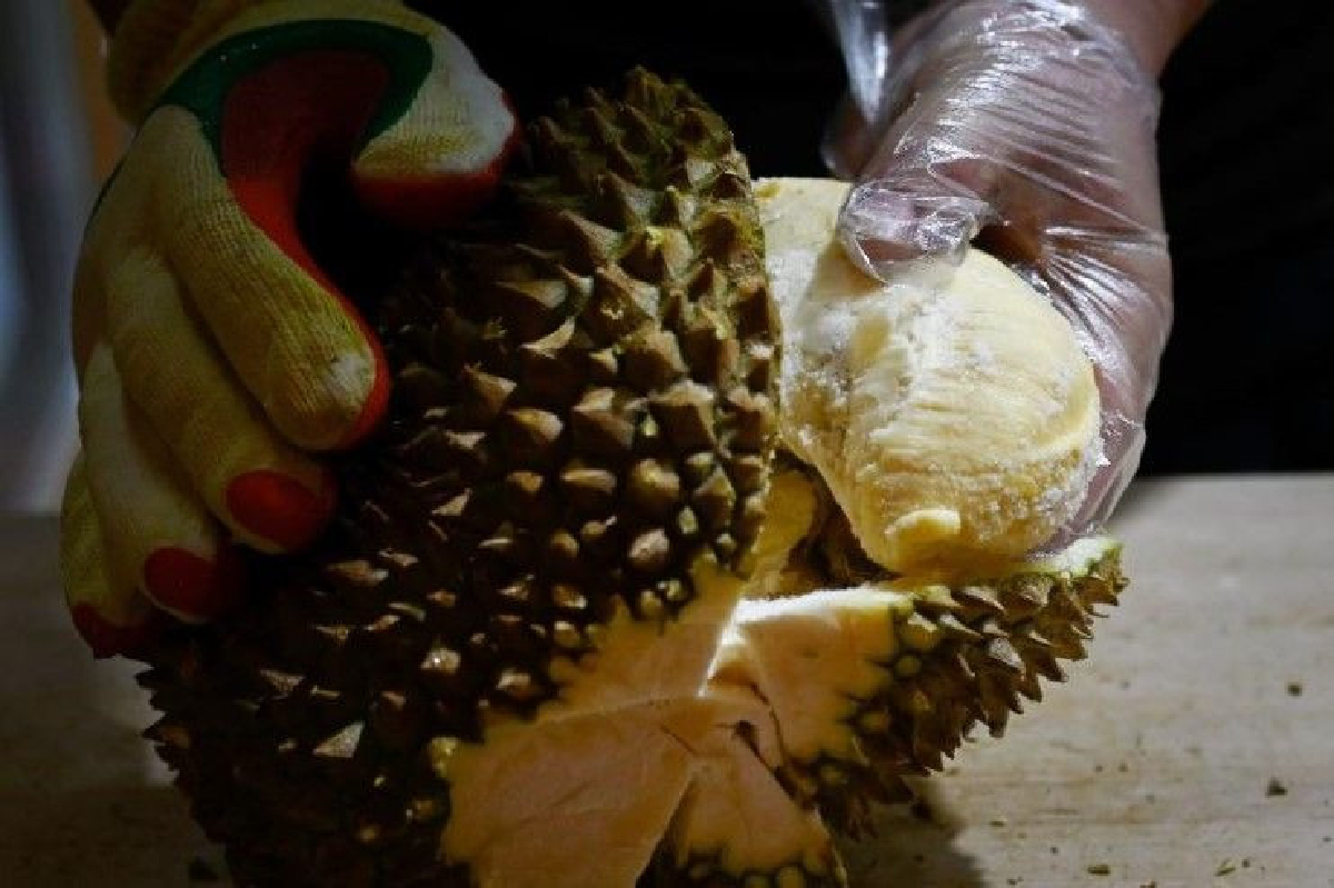 ตลาดทุเรียนของจีน คุกคามป่าในมาเลเซีย ตลาดทุเรียนของจีน คุกคามป่าในมาเลเซีย