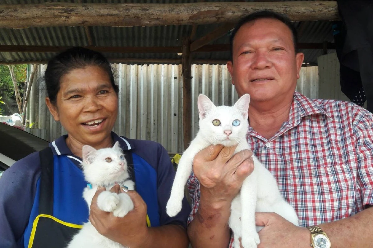 เชื่อให้โชคลาภ!แมวตาเพชร2สีสายพันธุ์ขาวมณี