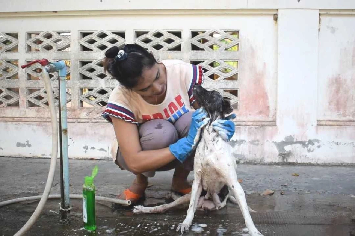 ชื่นชม!สาวชาวตรังใช้เวลาว่างวันหยุดช่วยอาบน้ำให้หมาวัด