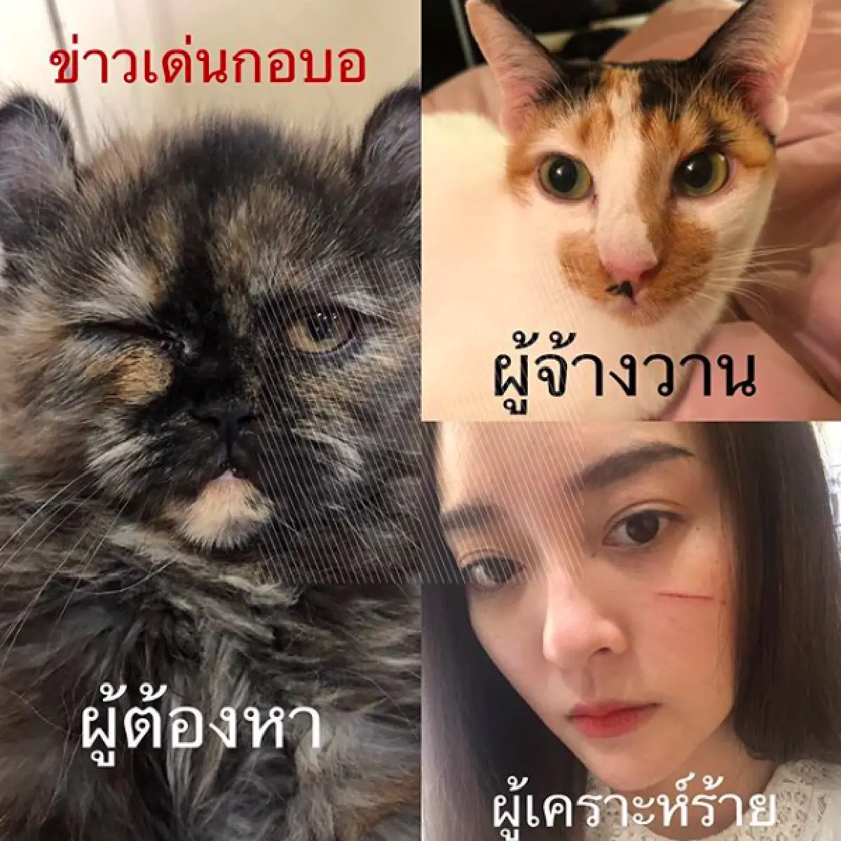 หวิดเสียโฉม! “แก้มบุ๋ม” ถูกแมวข่วนหน้า เลือดไหลอาบแก้ม