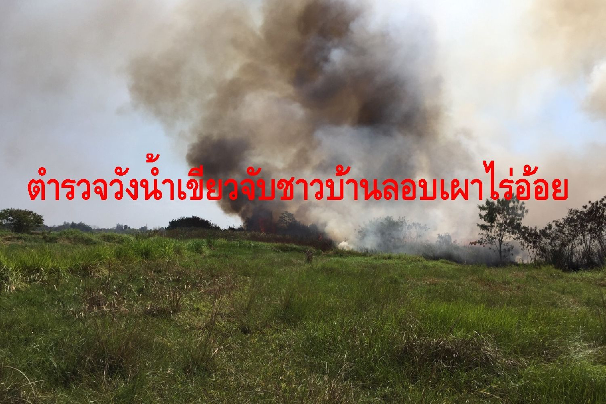 เอาจริง!ตำรวจวังน้ำเขียวบุกจับชาวบ้านลอบเผาไร่อ้อย เอาจริง!ตำรวจวังน้ำเขียวบุกจับชาวบ้านลอบเผาไร่อ้อย