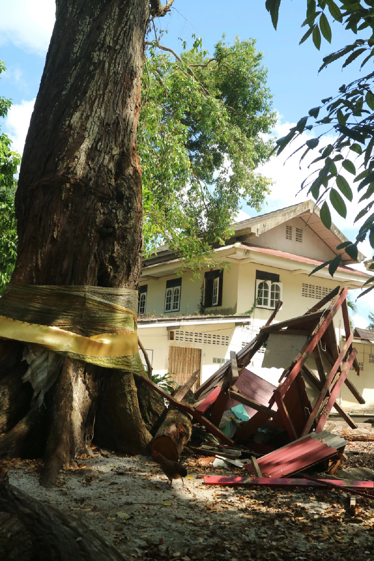 ปฏิบัติการช่วยต้นไม้ หลังพายุปาบึกถล่ม