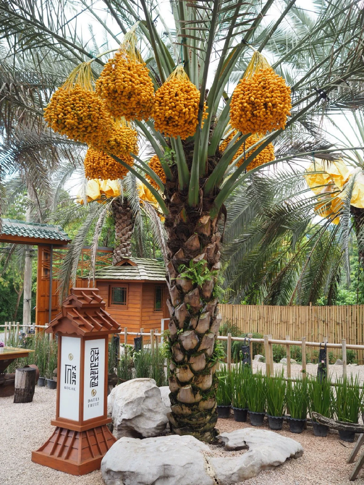 'โกหลัก' ผู้นำอินทผลัมไทย