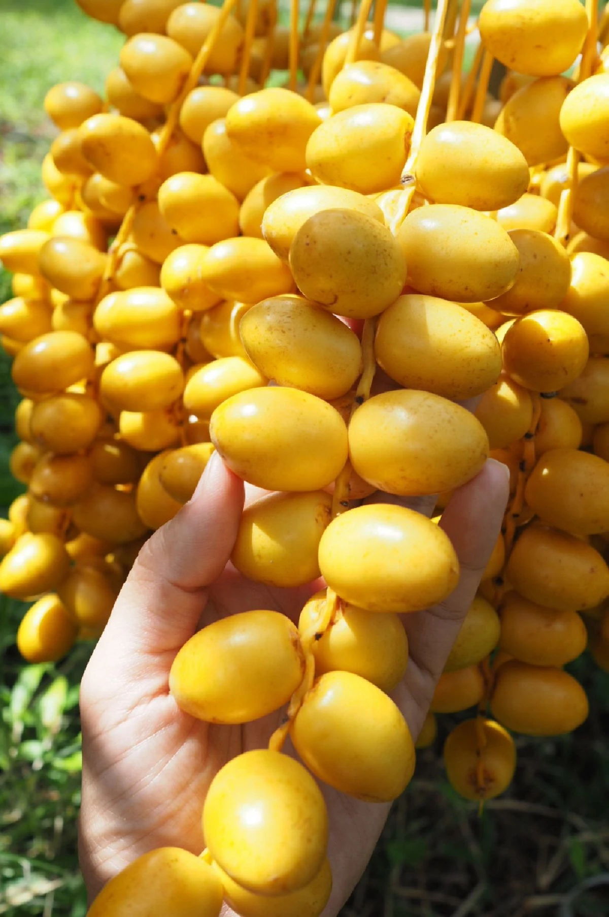 'โกหลัก' ผู้นำอินทผลัมไทย