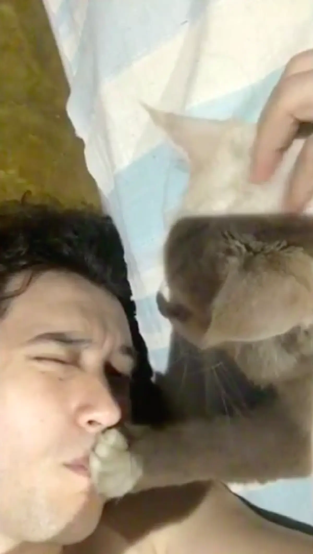 5 หนุ่มหล่อคนบันเทิงทาสแมว ที่คลั่งในเจ้าเหมียวอย่างมาก