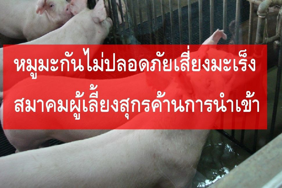 สมาคมผู้เลี้ยงสุกรค้านนำเข้าหมูมะกันหวั่นก่อมะเร็ง สมาคมผู้เลี้ยงสุกรค้านนำเข้าหมูมะกันหวั่นก่อมะเร็ง