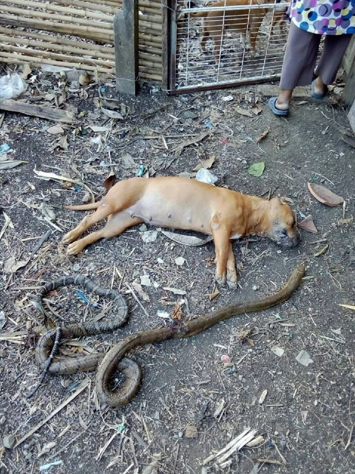 ตูบยอดกตัญญู! พลีชีพสู้งูจงอางปกป้องเจ้าของ