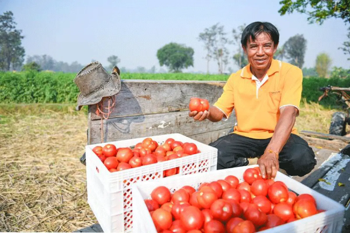 สำรวจ ‘เส้นทางสายมะเขือเทศ’