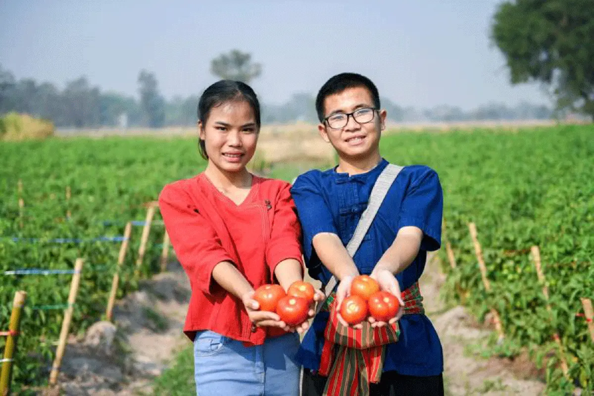 สำรวจ ‘เส้นทางสายมะเขือเทศ’