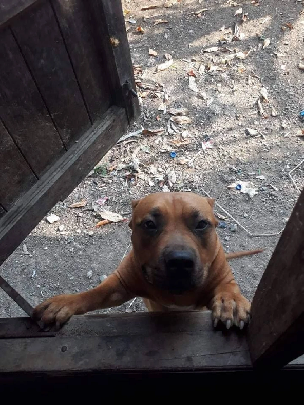 ตูบยอดกตัญญู! พลีชีพสู้งูจงอางปกป้องเจ้าของ