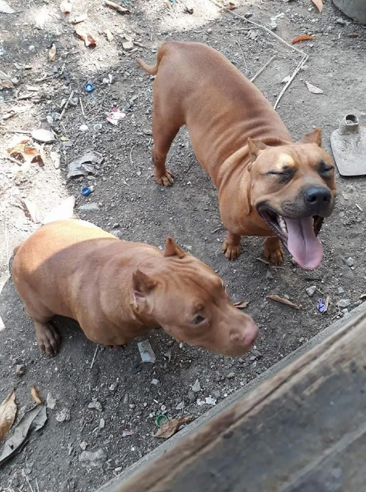 ตูบยอดกตัญญู! พลีชีพสู้งูจงอางปกป้องเจ้าของ