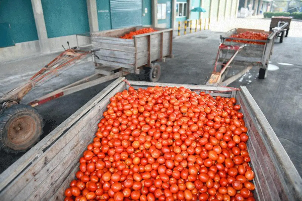 สำรวจ ‘เส้นทางสายมะเขือเทศ’