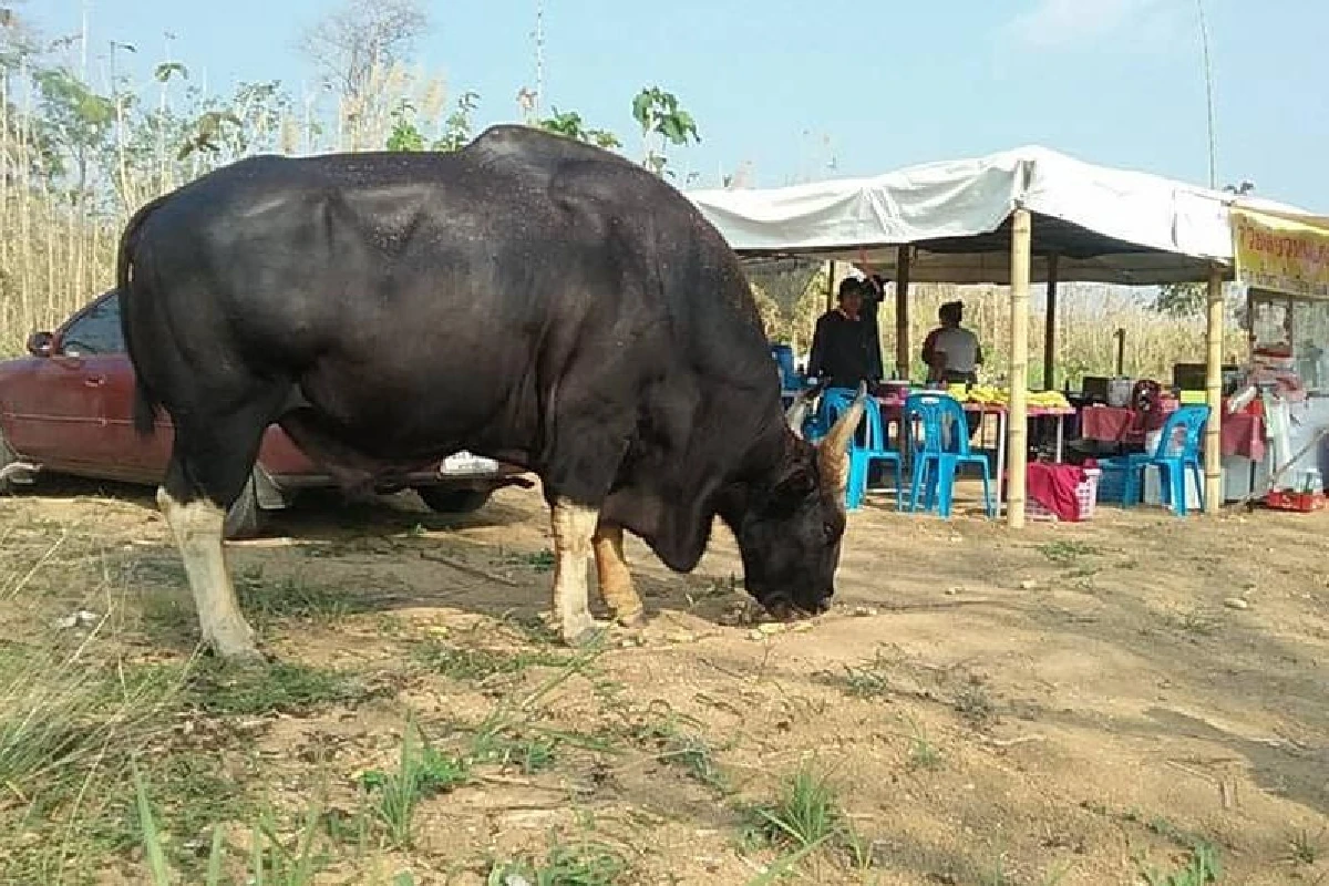 ฮือฮาภาพถ่ายกระทิงป่าตัวใหญ่สุดเชื่องโผล่วังน้ำเขียว