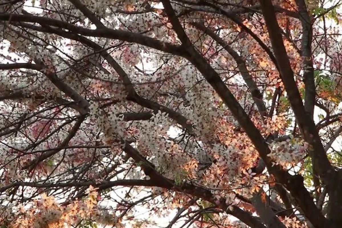 คนแห่ชม“ซากุระอีสาน”บานทั่วม.ขอนแก่นเผยเป็นต้นไม้ทรงปลูกปี2510