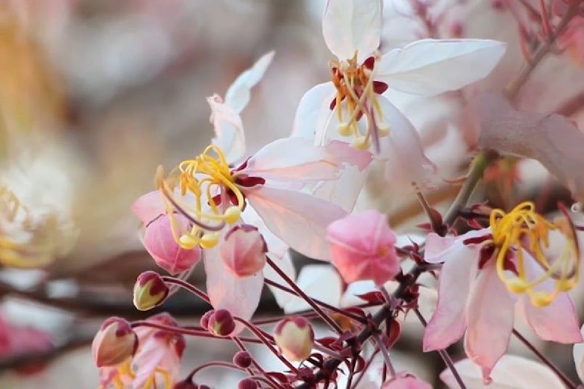 คนแห่ชม“ซากุระอีสาน”บานทั่วม.ขอนแก่นเผยเป็นต้นไม้ทรงปลูกปี2510