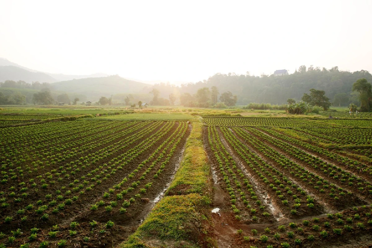 ฟังเสียงเงียบไพเราะ เดินเลาะ ‘ภูซาง’