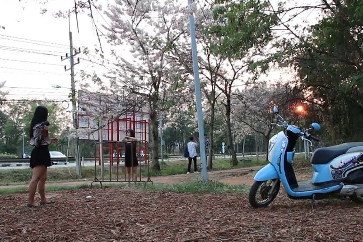 คนแห่ชม“ซากุระอีสาน”บานทั่วม.ขอนแก่นเผยเป็นต้นไม้ทรงปลูกปี2510