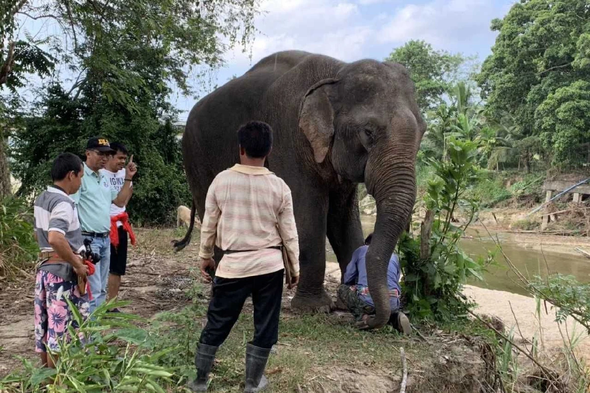 ชาวบ้านแจ้งเอาผิด "กำนัน" ยิงช้างเลี้ยงบาดเจ็บ