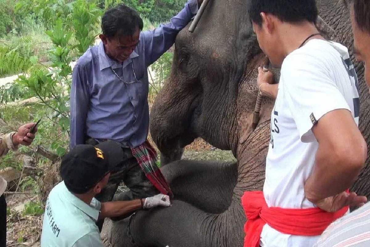 ชาวบ้านแจ้งเอาผิด "กำนัน" ยิงช้างเลี้ยงบาดเจ็บ