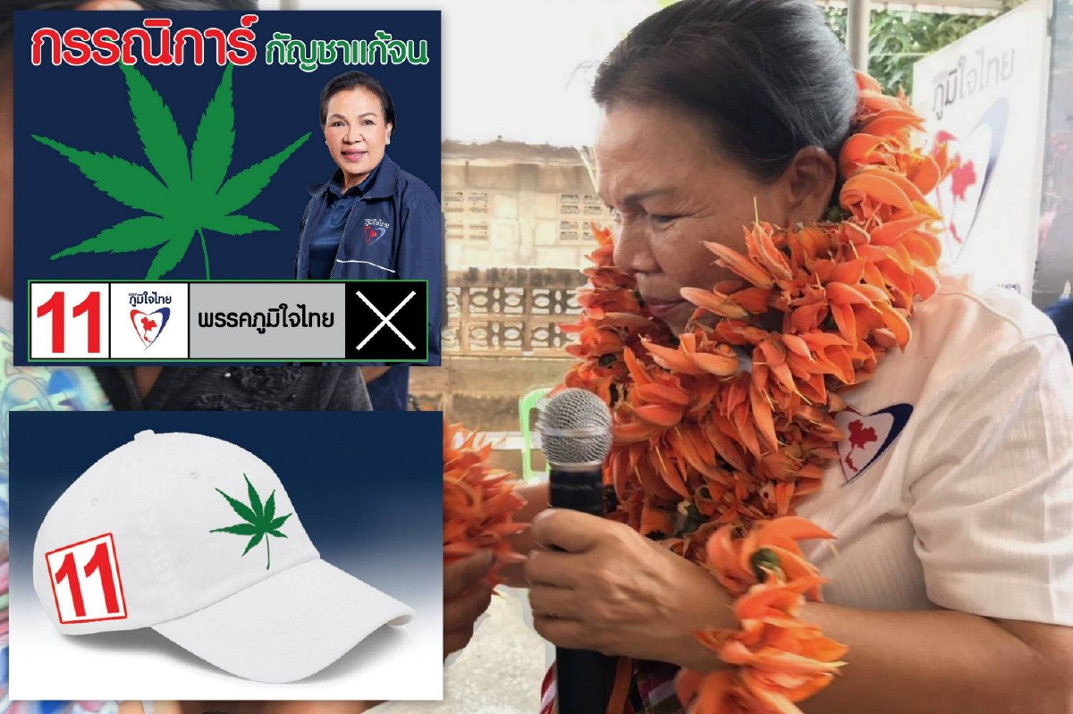ผู้สมัครภูมิใจไทยงัดสัญลักษณ์กัญชาโชว์บนป้าย-หมวกหาเสียง ผู้สมัครภูมิใจไทยงัดสัญลักษณ์กัญชาโชว์บนป้าย-หมวกหาเสียง