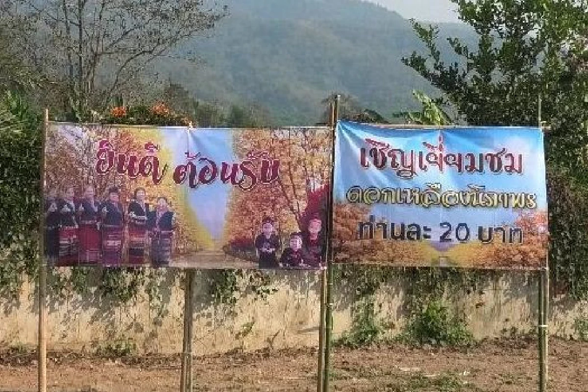 "ดอกเหลืองอินเดีย"แลนด์มาร์คแห่งใหม่คนเมืองน่าน