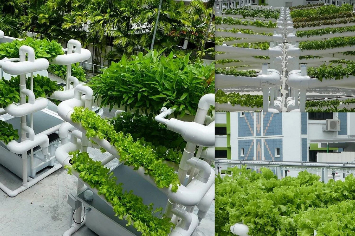 "Citiponics Farm" ฟาร์มผักยุคใหม่ใช้พื้นที่น้อย "Citiponics Farm" ฟาร์มผักยุคใหม่ใช้พื้นที่น้อย