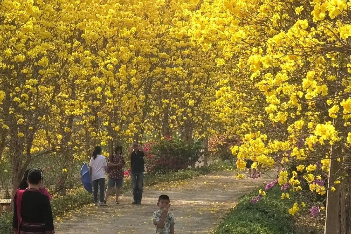 "ดอกเหลืองอินเดีย"แลนด์มาร์คแห่งใหม่คนเมืองน่าน