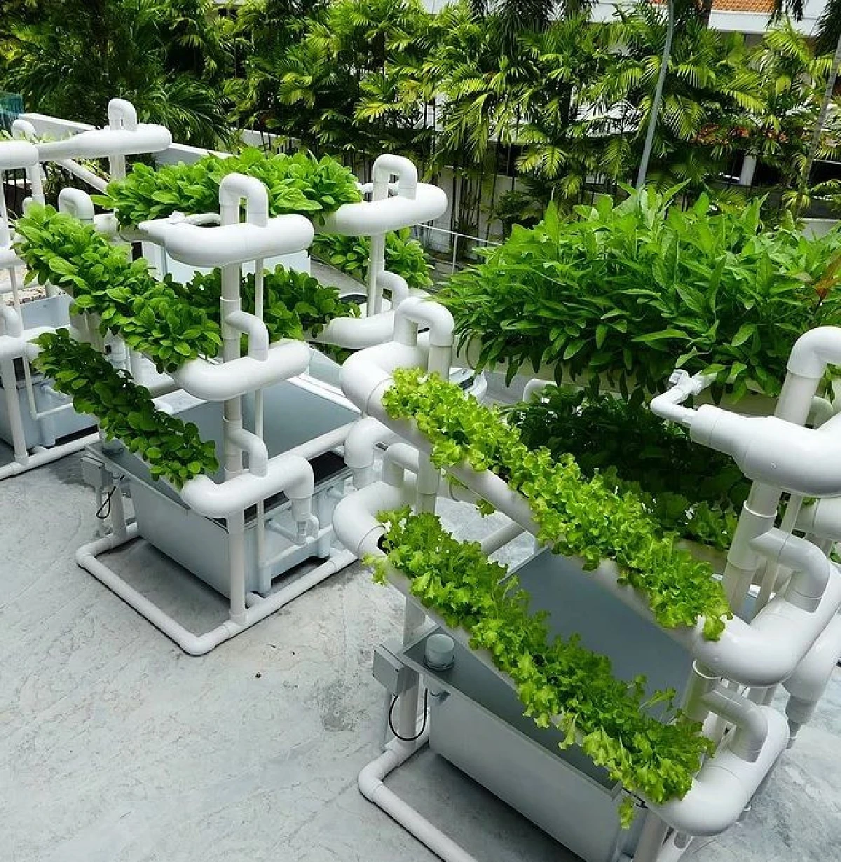 "Citiponics Farm" ฟาร์มผักยุคใหม่ใช้พื้นที่น้อย