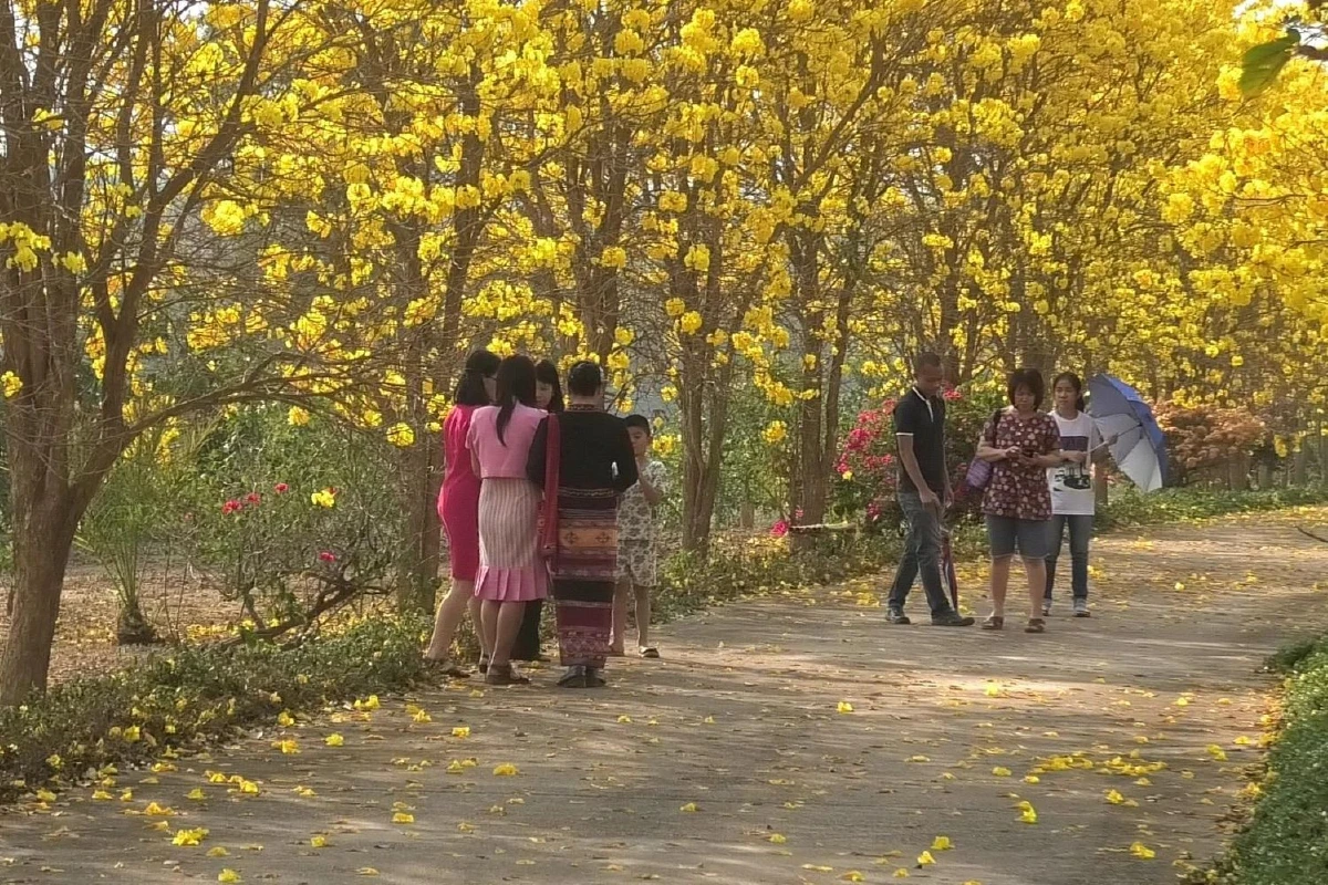 "ดอกเหลืองอินเดีย"แลนด์มาร์คแห่งใหม่คนเมืองน่าน
