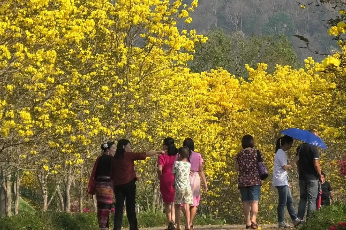 "ดอกเหลืองอินเดีย"แลนด์มาร์คแห่งใหม่คนเมืองน่าน