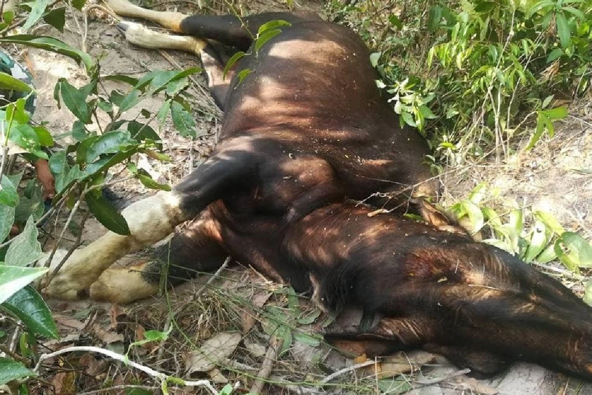 สุดยื้อกระทิงป่าดงใหญ่ตายเจ็บขาล้มนานทนพิษบาดแผลไม่ไหว