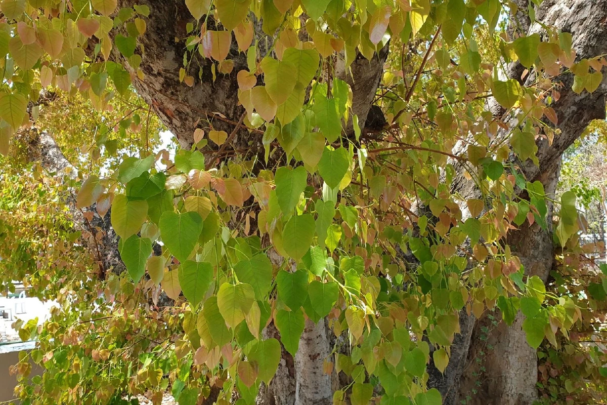 มหัศจรรย์!เมืองกาญจน์“ต้นโพธิ์สีทอง”อายุกว่า 120 ปี